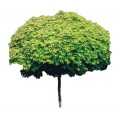 Klon pospolity 'Golden Globe' DUŻE SADZONKI Pa 180-200 cm, obwód pnia 12-14 cm (Acer platanoides)